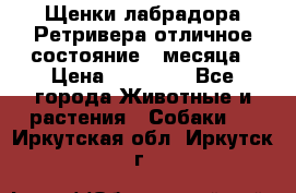 Щенки лабрадора Ретривера отличное состояние 2 месяца › Цена ­ 30 000 - Все города Животные и растения » Собаки   . Иркутская обл.,Иркутск г.